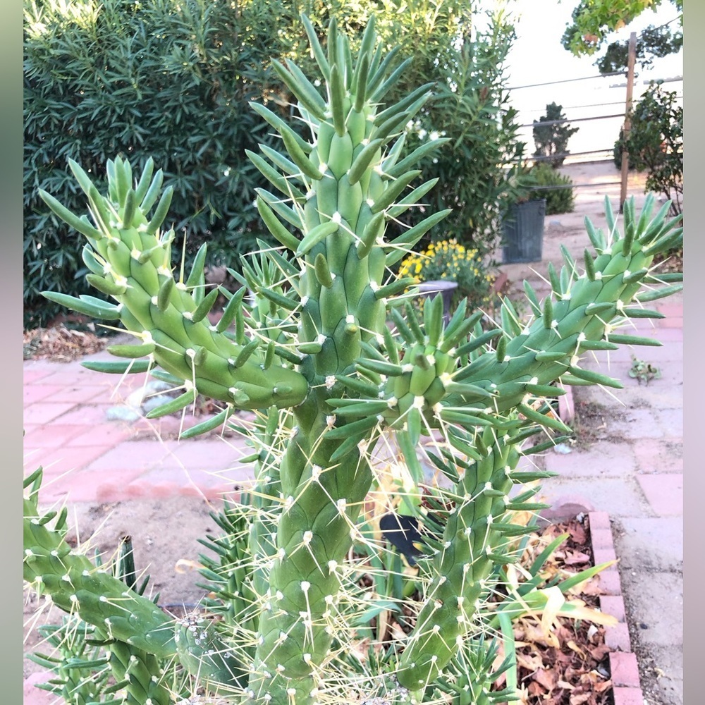Eve's needle cactus small